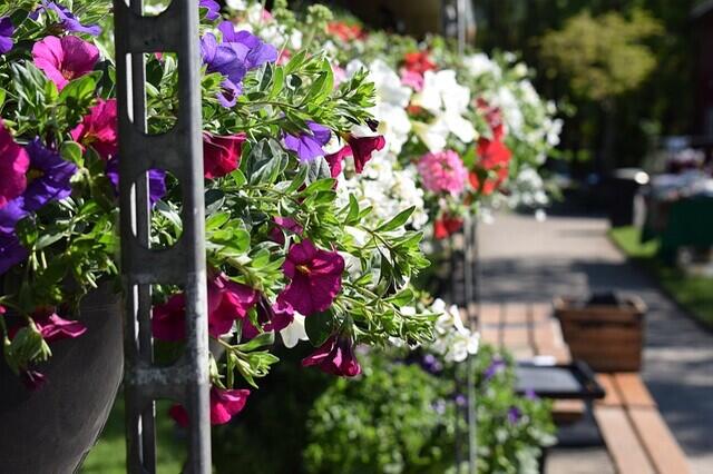 Sätt lite färg på trädgården med vackra blommoer! Bild: Pixabay.se